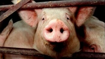 Rumors of report on Yurun send stock down