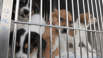 Wuhu restores China real estate restrictions