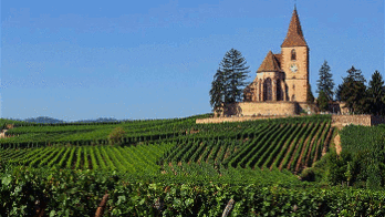 China buys French vineyards