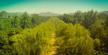 Beijing willows