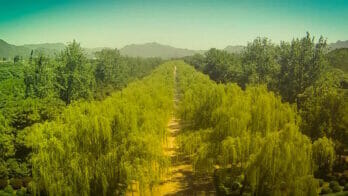 Beijing willows