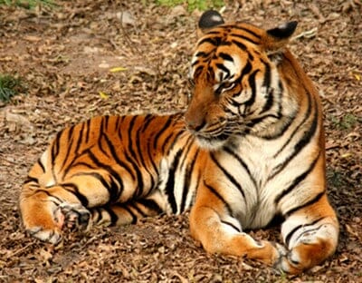 China tiger eating