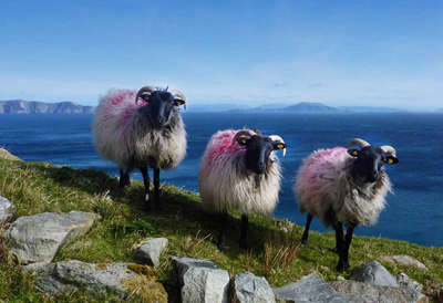 sheep on the beach