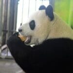 mooncake panda