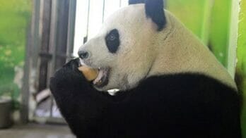 mooncake panda