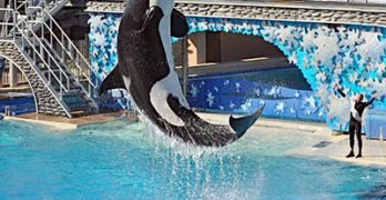 Blackstone Seaworld
